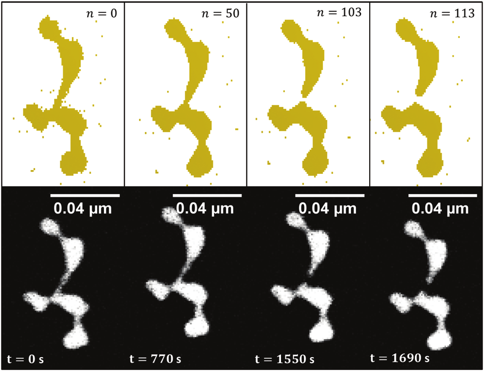 Four stages of a gold nanowire pinching, shown in a cellular-automaton calculation and a TEM experiment